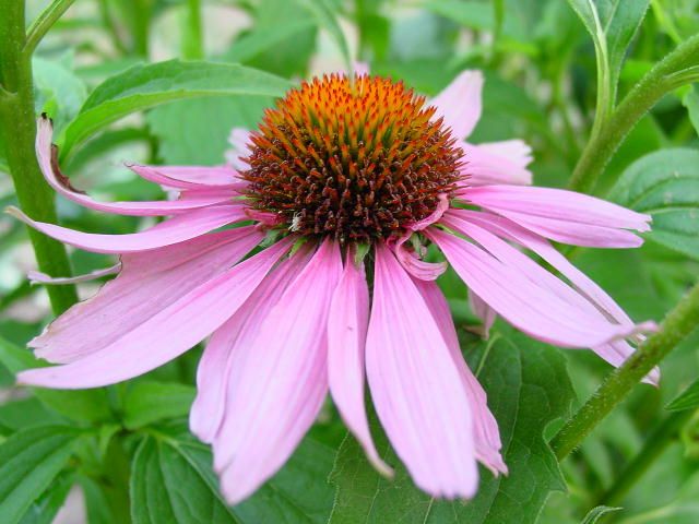 Echinacea vilustumiselle voi auttaa, vahvistaa koskemattomuutta, eikä sillä voi olla vaikutusta kehoon. 