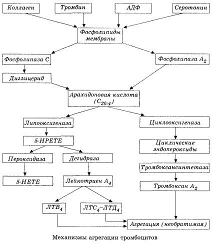 Hemokoagulaation aloitusvaihe ja paikallisen hemokaaukautumisen homeostaasin mekanismi