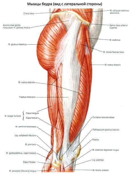 Lantion lihakset (lantionkielen lihakset)