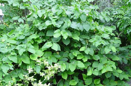 Cava on valmistettu pensasaimenosta (Piper methysticum)