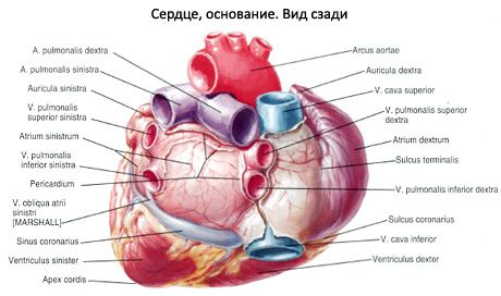 sydän