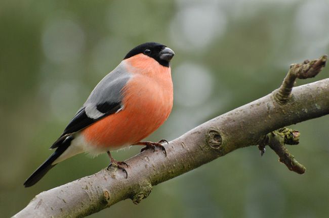 Tutkijat ovat ajatelleet luonnonvaraisten lintujen etuja