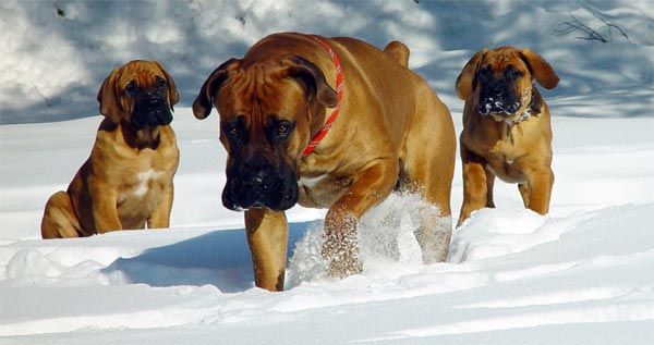 Etelä-Afrikkalainen mastiffi tai Boerboel