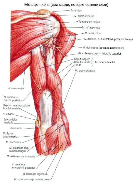 Triceps brachialis lihakset (triceps pecula)