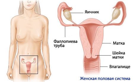 Naisen lisääntymisjärjestelmän anatomia ja fysiologia