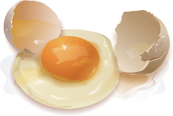 muna-ruokavalion toiminta